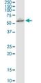 NPR3 Like, GATOR1 Complex Subunit antibody, H00008131-M02, Novus Biologicals, Western Blot image 