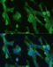 Glucose-6-Phosphate Isomerase antibody, 14-906, ProSci, Immunofluorescence image 