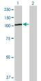 PiggyBac Transposable Element Derived 1 antibody, H00084547-D01P, Novus Biologicals, Western Blot image 