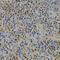 Insulin Like Growth Factor Binding Protein 1 antibody, LS-C332312, Lifespan Biosciences, Immunohistochemistry frozen image 