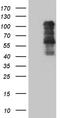 T-box transcription factor TBX3 antibody, TA811209, Origene, Western Blot image 