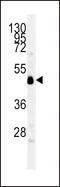 Indoleamine 2,3-Dioxygenase 1 antibody, LS-C165236, Lifespan Biosciences, Western Blot image 