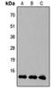 Kruppel Like Factor 10 antibody, LS-C356145, Lifespan Biosciences, Western Blot image 