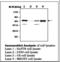 RELB Proto-Oncogene, NF-KB Subunit antibody, LS-B7889, Lifespan Biosciences, Western Blot image 