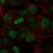 Forkhead Box Q1 antibody, HPA059700, Atlas Antibodies, Immunofluorescence image 