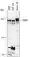 T-lymphoma invasion and metastasis-inducing protein 1 antibody, AF5038, R&D Systems, Western Blot image 