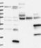 Signal Transducing Adaptor Family Member 1 antibody, NBP1-89941, Novus Biologicals, Western Blot image 