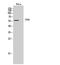 Tryptophan Hydroxylase 2 antibody, STJ96076, St John