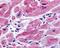 G Protein-Coupled Estrogen Receptor 1 antibody, NLS1183, Novus Biologicals, Immunohistochemistry frozen image 