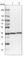 Regucalcin antibody, HPA029103, Atlas Antibodies, Western Blot image 