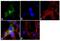 Ankyrin-3 antibody, 33-8800, Invitrogen Antibodies, Immunofluorescence image 