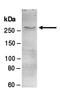 Bromodomain PHD Finger Transcription Factor antibody, orb66914, Biorbyt, Western Blot image 