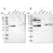 WD Repeat Domain 53 antibody, PA5-53415, Invitrogen Antibodies, Western Blot image 