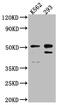 Caspase 2 antibody, CSB-RA782200A0HU, Cusabio, Western Blot image 