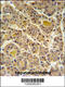 INO80 Complex Subunit D antibody, 61-768, ProSci, Immunohistochemistry paraffin image 