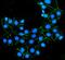 Claudin 7 antibody, A03851-3, Boster Biological Technology, Immunofluorescence image 