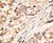 Gap Junction Protein Delta 2 antibody, PA5-11646, Invitrogen Antibodies, Immunohistochemistry paraffin image 