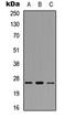 RNA Polymerase III Subunit G antibody, LS-B13658, Lifespan Biosciences, Western Blot image 