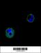 VPS52 Subunit Of GARP Complex antibody, 55-511, ProSci, Immunofluorescence image 