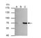 Protein Tyrosine Phosphatase Non-Receptor Type 6 antibody, NBP1-32179, Novus Biologicals, Immunoprecipitation image 