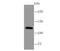 Mucin 4, Cell Surface Associated antibody, NBP2-66962, Novus Biologicals, Western Blot image 