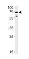 Ubiquilin 1 antibody, TA302119, Origene, Western Blot image 