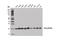 Diablo IAP-Binding Mitochondrial Protein antibody, 15108S, Cell Signaling Technology, Western Blot image 