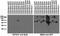 Synaptotagmin 6 antibody, 73-271, Antibodies Incorporated, Western Blot image 