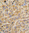 ADAMTS13 antibody, abx033396, Abbexa, Western Blot image 