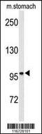 EPH Receptor B3 antibody, 63-060, ProSci, Western Blot image 