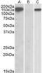 NLR Family Pyrin Domain Containing 2 antibody, MBS422317, MyBioSource, Western Blot image 