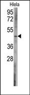 BCL2 Like 13 antibody, AP14727PU-N, Origene, Western Blot image 