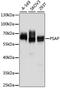 Prosaposin antibody, A1819, ABclonal Technology, Western Blot image 