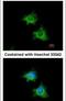 X-Linked Inhibitor Of Apoptosis antibody, PA5-29644, Invitrogen Antibodies, Immunofluorescence image 