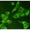 Pyruvate Kinase M1/2 antibody, LS-C813081, Lifespan Biosciences, Immunocytochemistry image 
