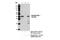 Induced myeloid leukemia cell differentiation protein Mcl-1 antibody, 14765S, Cell Signaling Technology, Immunoprecipitation image 