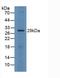 FOS Like 1, AP-1 Transcription Factor Subunit antibody, LS-C696162, Lifespan Biosciences, Western Blot image 