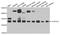 COP9 Signalosome Subunit 7A antibody, A10750, Boster Biological Technology, Western Blot image 