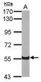 Activin A Receptor Type 1B antibody, GTX102873, GeneTex, Western Blot image 