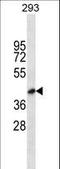 Blood Vessel Epicardial Substance antibody, LS-C156898, Lifespan Biosciences, Western Blot image 