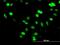 SPT5 Homolog, DSIF Elongation Factor Subunit antibody, H00006829-M04, Novus Biologicals, Immunocytochemistry image 