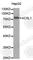 Acyl-CoA Synthetase Long Chain Family Member 1 antibody, A1000, ABclonal Technology, Western Blot image 