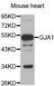 Gap Junction Protein Alpha 1 antibody, abx001775, Abbexa, Western Blot image 