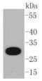 CD20 antibody, NBP2-67388, Novus Biologicals, Western Blot image 