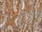 CD163 antibody, MBS2524363, MyBioSource, Immunohistochemistry frozen image 