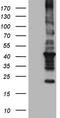 Raft1 antibody, CF806117, Origene, Western Blot image 