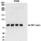 HNF1 Homeobox A antibody, NBP2-32123, Novus Biologicals, Western Blot image 