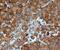 Annexin A2 antibody, PA5-19711, Invitrogen Antibodies, Immunohistochemistry frozen image 