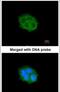 Sphingosine Kinase 1 antibody, PA5-28099, Invitrogen Antibodies, Immunofluorescence image 