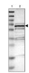 Squalene monooxygenase antibody, PA5-53712, Invitrogen Antibodies, Western Blot image 